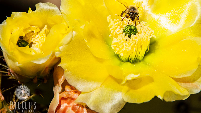 Take delight in the captivating images of desert flowers that decorate our exceptional planet.